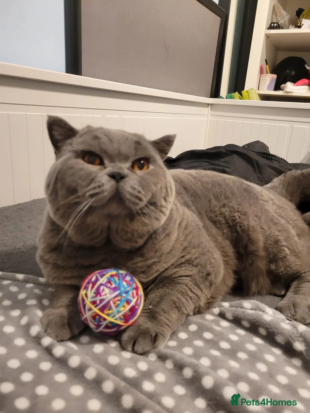British Shorthair cats for stud: BIG BOY STUD in Epsom - Advert 4