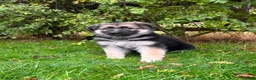 German Shepherd dogs for sale: Pedigree German shepherd puppies  in Ashford - Advert 23