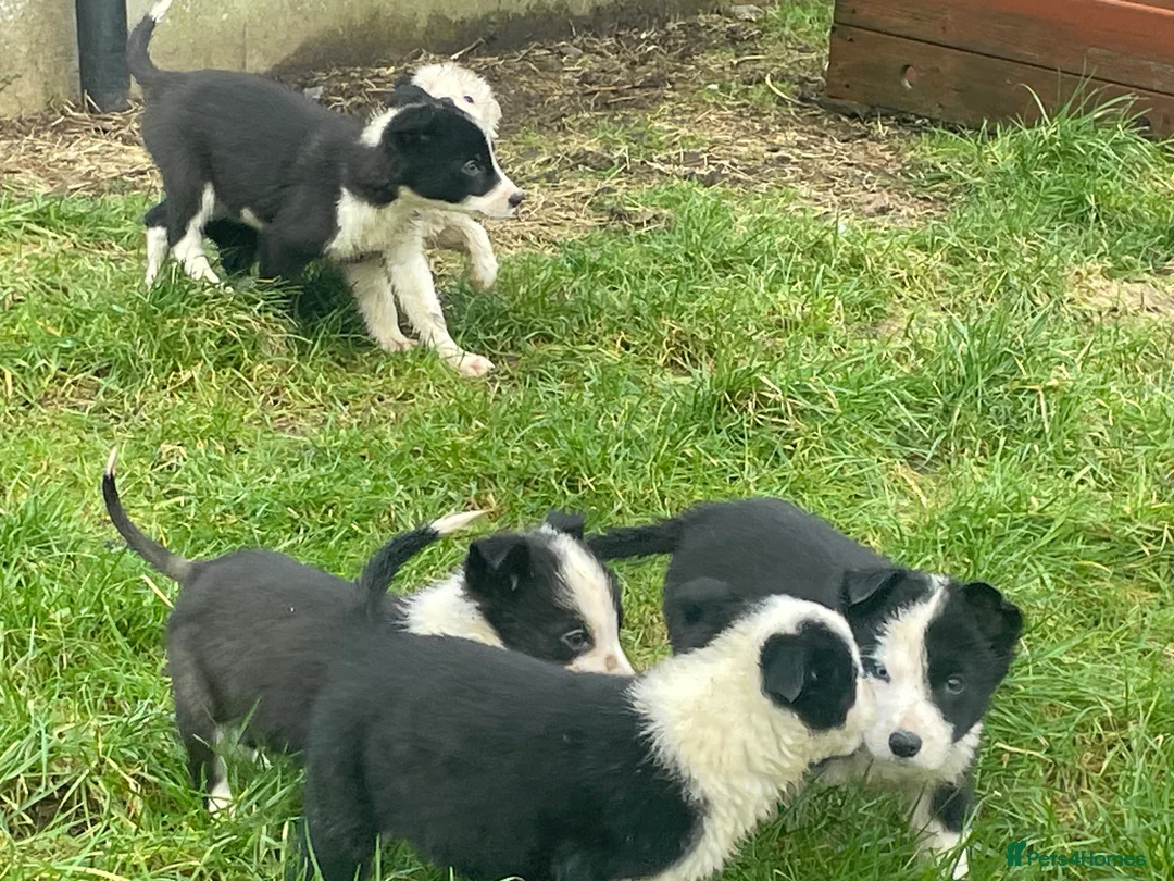 Border Collie dogs for sale: Beautiful litter of collie pups - Advert 6