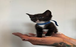 Mixed Breed cats for sale: Beautiful Black & White Kittens  - Image 13