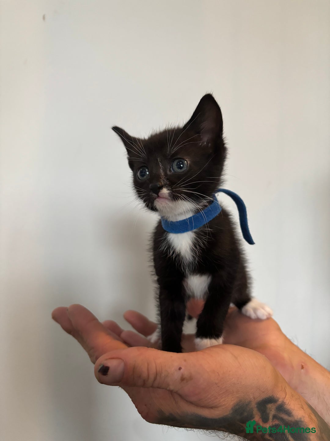 Mixed Breed cats for sale: Beautiful Black & White Kittens  - Image 13