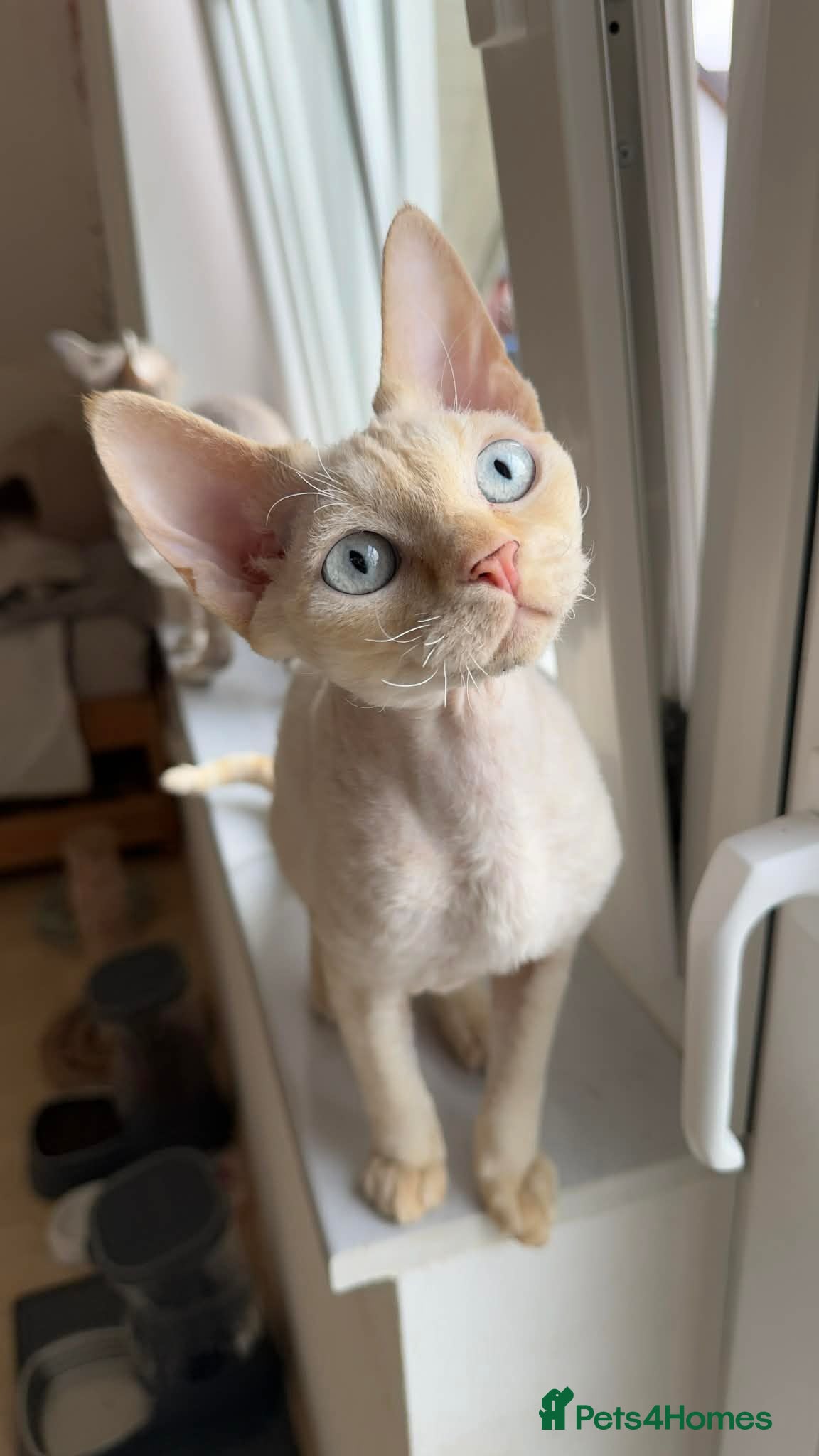 Devon Rex cats Blue eyed boy  - Advert 1