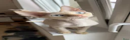 Devon Rex cats for stud: Blue eyed boy  - Advert 1