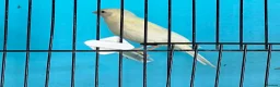 Canaries birds for sale: Canaries  - Advert 2