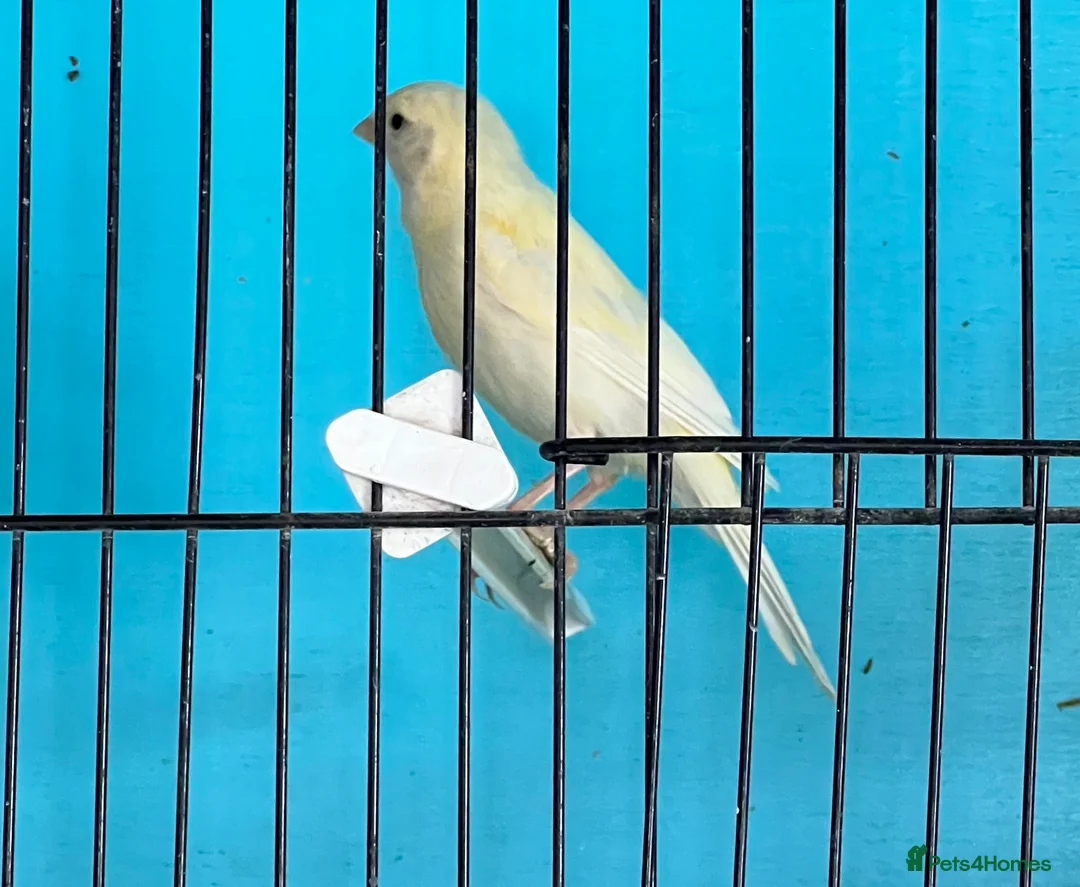 Canaries birds for sale: Canaries  - Advert 2