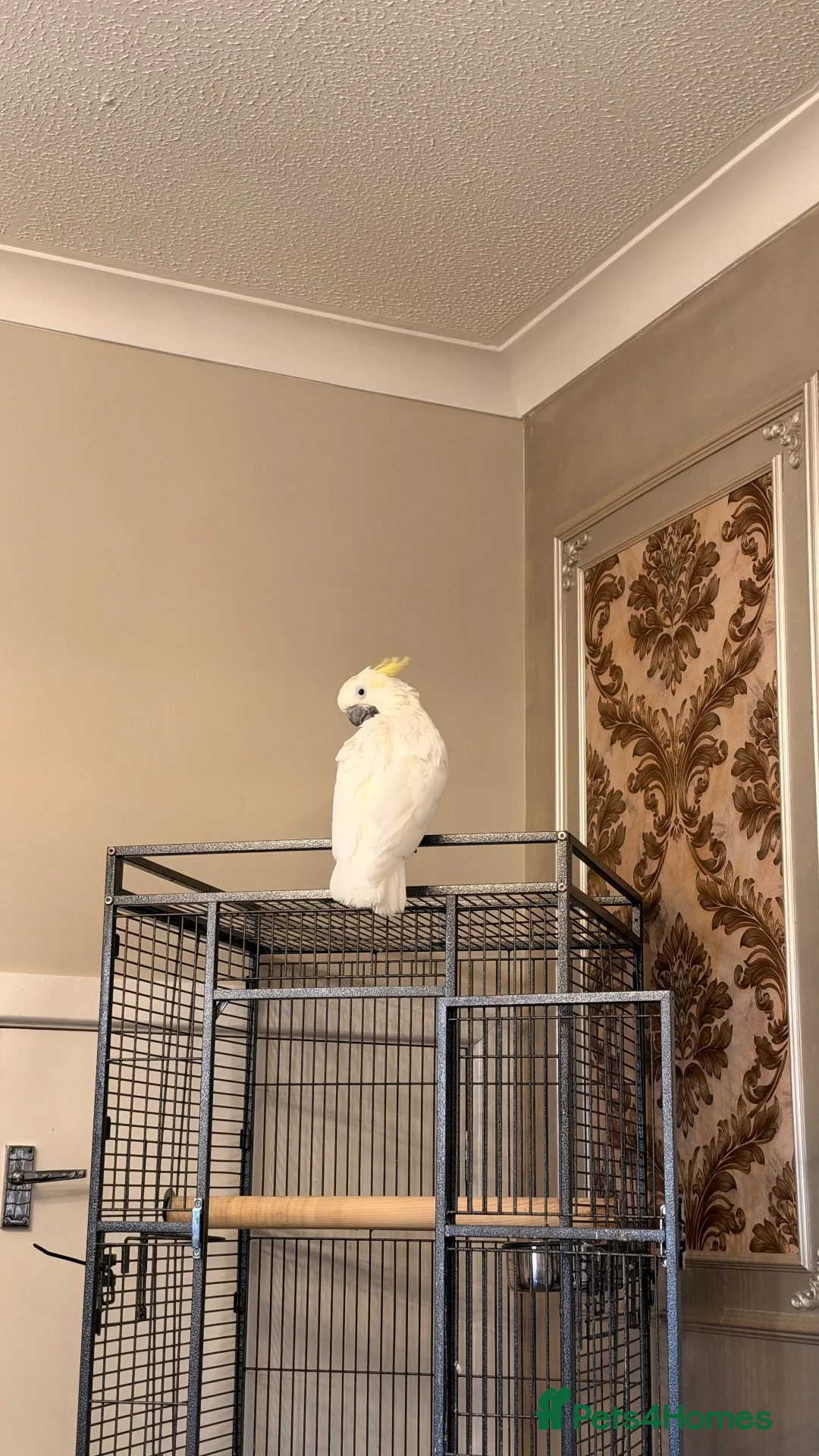 Cockatoo birds for sale: Cockatoo Sulphur-Crested **SILLY TAME** in Bradford - Advert 8