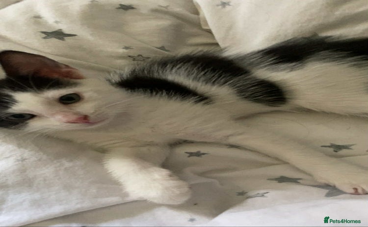 Mixed Breed cats - Advert 4