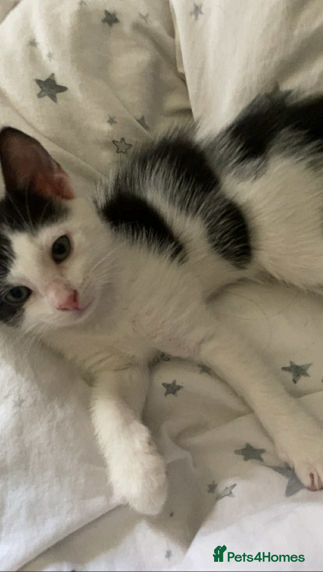 Mixed Breed cats for sale: Cat mixed  - Image 1