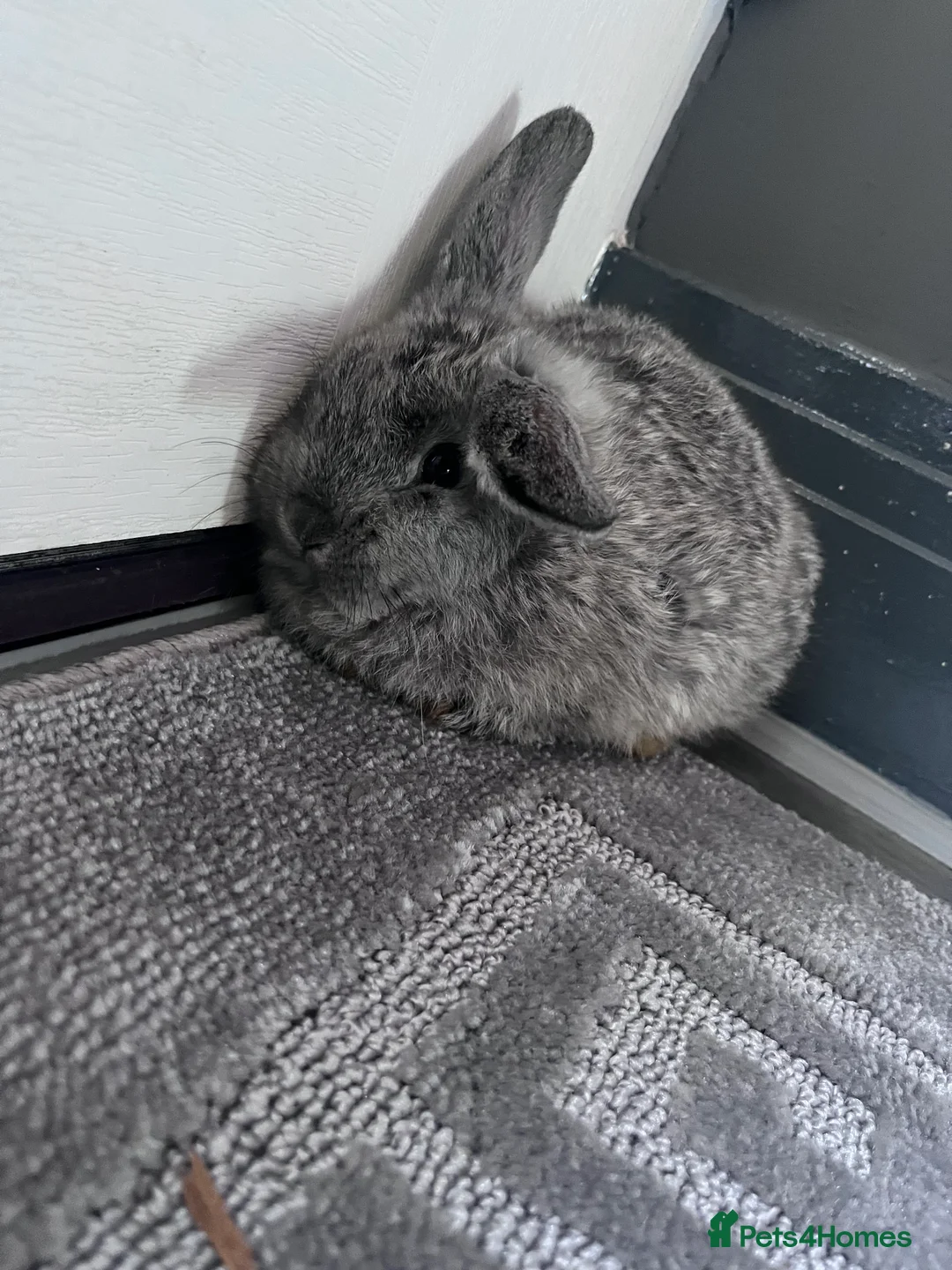 Mini Lop rabbits for sale: Mini lip babies  - Advert 2