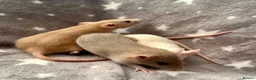 Rat rodents for sale: Baby Dwarf Dumbo Rats-Male and Female  - Advert 1