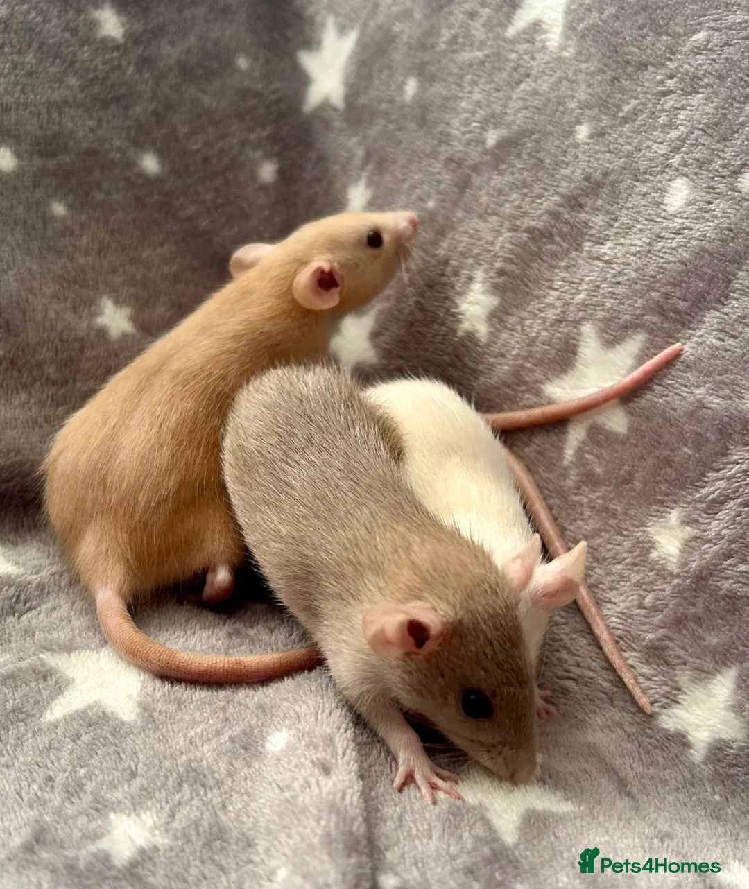 Rat rodents for sale: Baby Dwarf Dumbo Rats-Male and Female  - Advert 1
