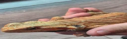 Bearded Dragon reptiles for sale: orange hypo trans leatherback bearded dragon - Advert 2