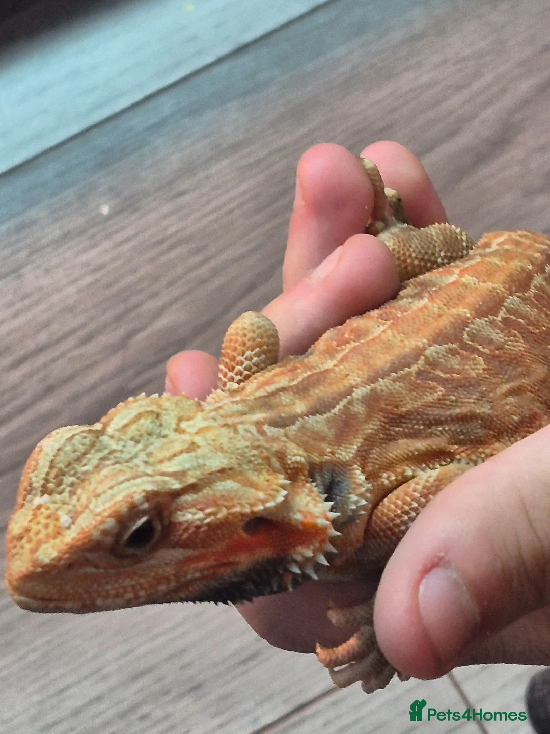 Bearded Dragon reptiles for sale: orange hypo trans leatherback bearded dragon - Advert 2