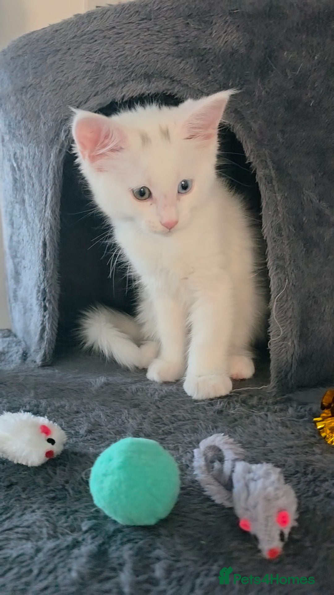 Maine Coon cats Last female Maine coon kitten - Advert 1