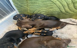 Miniature Dachshund dogs for sale: Miniature Dachshunds for sale  - Advert 2