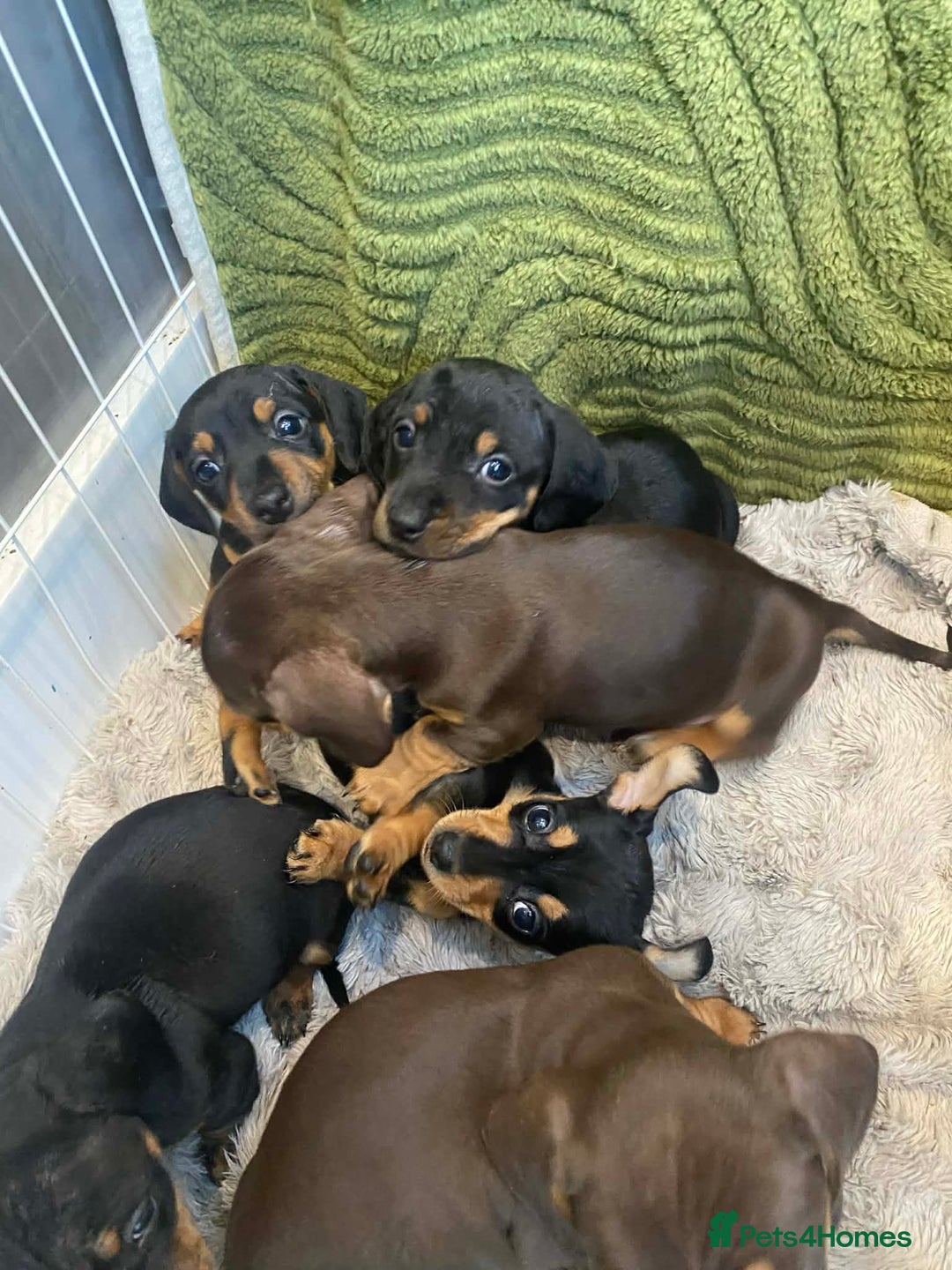 Miniature Dachshund dogs for sale: Miniature Dachshunds for sale  - Advert 2