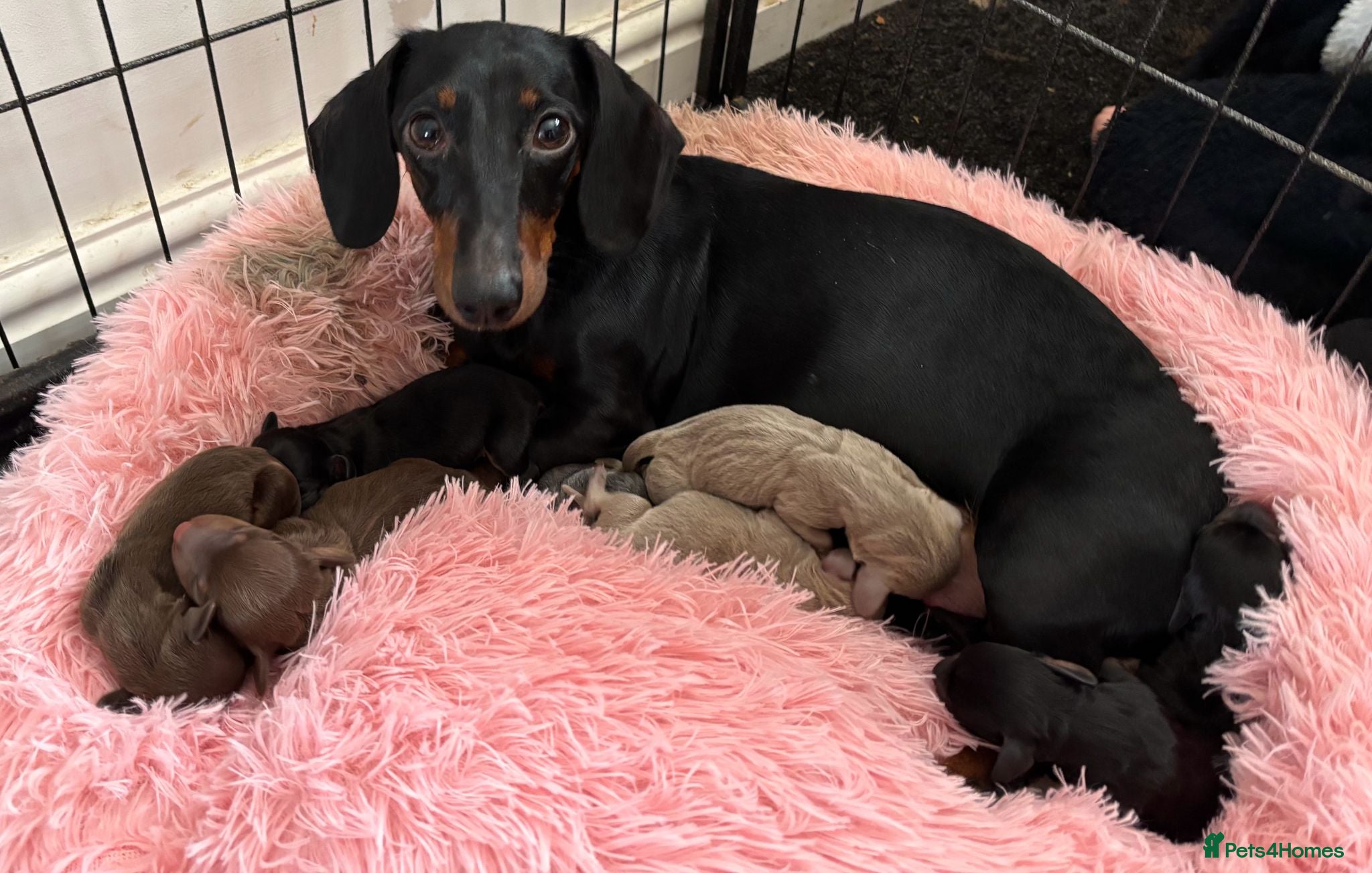 Miniature Dachshund dogs Beautiful littler of 8 miniature dacshunds  - Advert 2