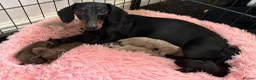 Miniature Dachshund dogs for sale: Beautiful littler of 8 miniature dacshunds  in Saltburn-by-the-Sea - Advert 1