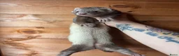 Ferret rodents for sale: Beautiful girl looking for single ferret home - Advert 4