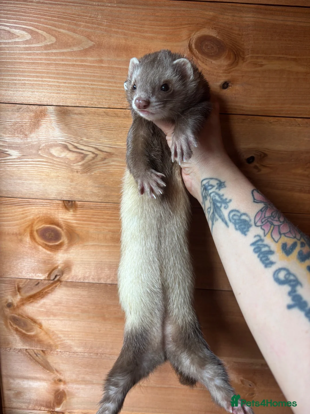 Ferret rodents for sale: Beautiful girl looking for single ferret home - Advert 4