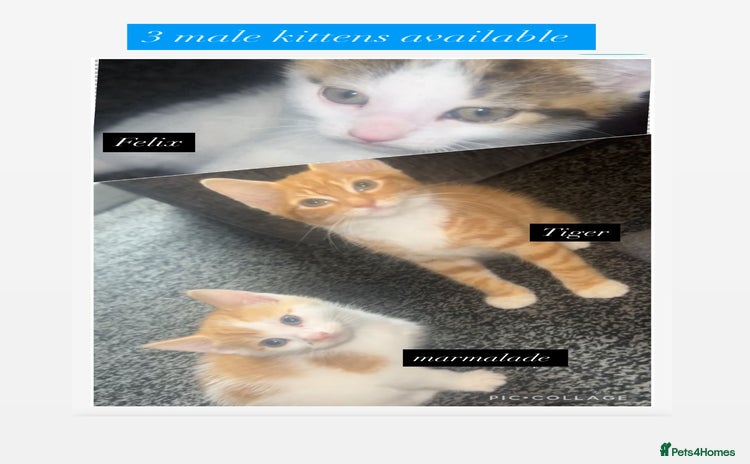 Mixed Breed cats - Advert 16