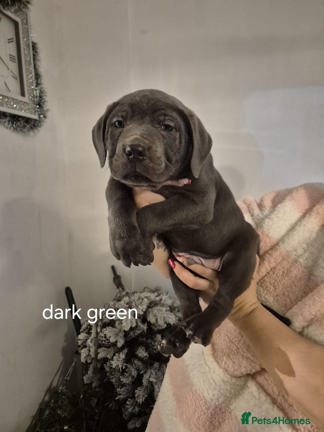 Cane Corso dogs for sale: Cane corso puppies - Advert 18