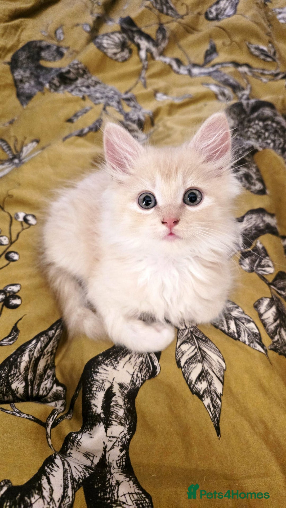 Ragdoll cats for sale: Beautiful pale ginger Ragdoll X Maine Coon boy - Image 7