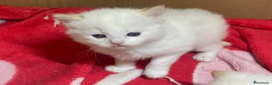 The RAREST Ragdoll Kitten 2 male pure white 