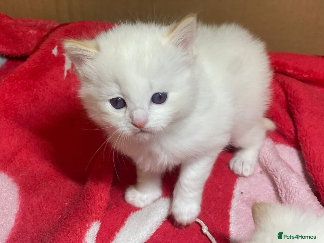 Ragdoll cats for sale: DoB:18/7/25& 14/11/25 Ragdoll Kittens Purebred - Advert 37