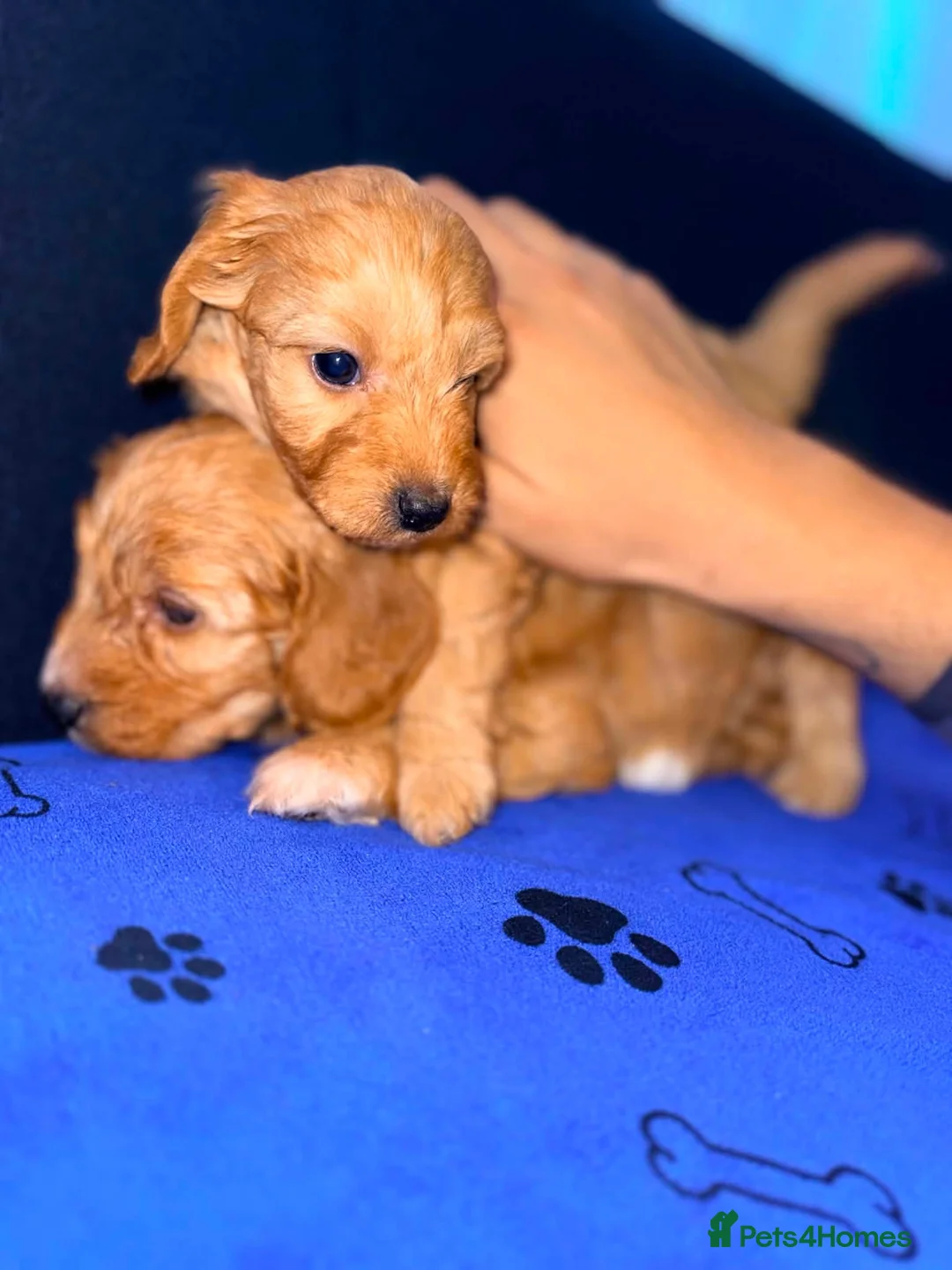 Cavapoo dogs for sale: Cavapoo - Advert 2