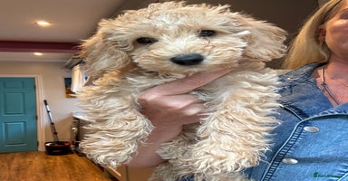 Cockapoo dogs - Advert 15
