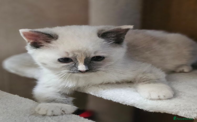 Ragdoll cats Pure Ragdoll Kitten available Now - Advert 11