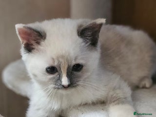 Ragdoll cats Pure Ragdoll Kitten available Now - Advert 6