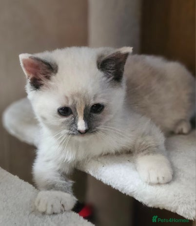 Ragdoll cats Pure Ragdoll Kitten available Now - Advert 11