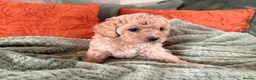 Cavapoo dogs for sale: DNA clear cavapoo in Yeovil - Advert 3