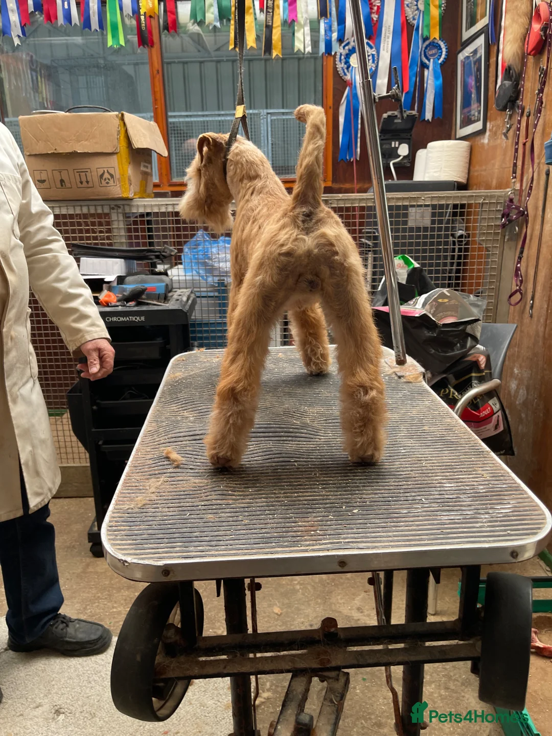 Lakeland Terrier dogs for sale: Top Class Lakeland Terrier Dog Pup  - Advert 6