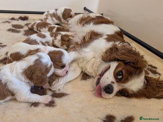 Cavalier King Charles Spaniel dogs Exquisite KC reg Cavalier King Charles Spaniels - Advert 10