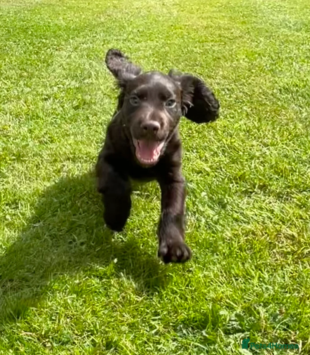 Cocker Spaniel dogs for stud: Stunning Chocolate & Tan Cocker Proven Stud in Burton-on-Trent - Advert 17