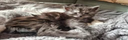 Maine Coon cats for sale: 2 Maine Coone Kittens for sale - Advert 12