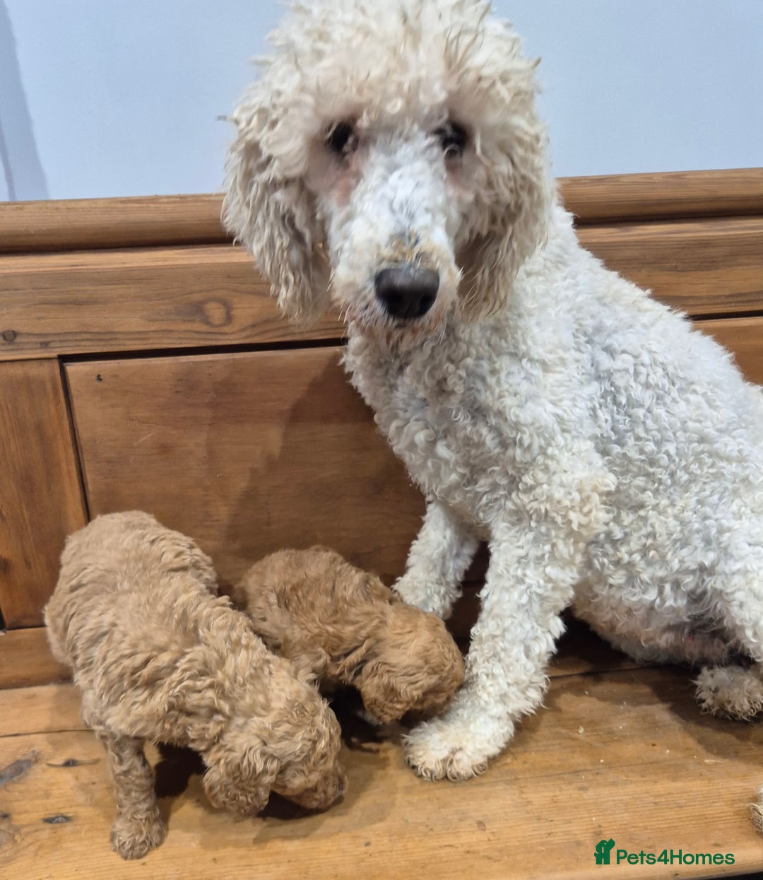 Standard Poodle dogs for sale: Standard Poodle Female - Advert 3