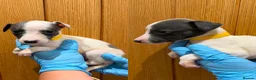 Whippet dogs for sale: STUNNING BLUE KC WHIPPETS in Houghton le Spring - Advert 12