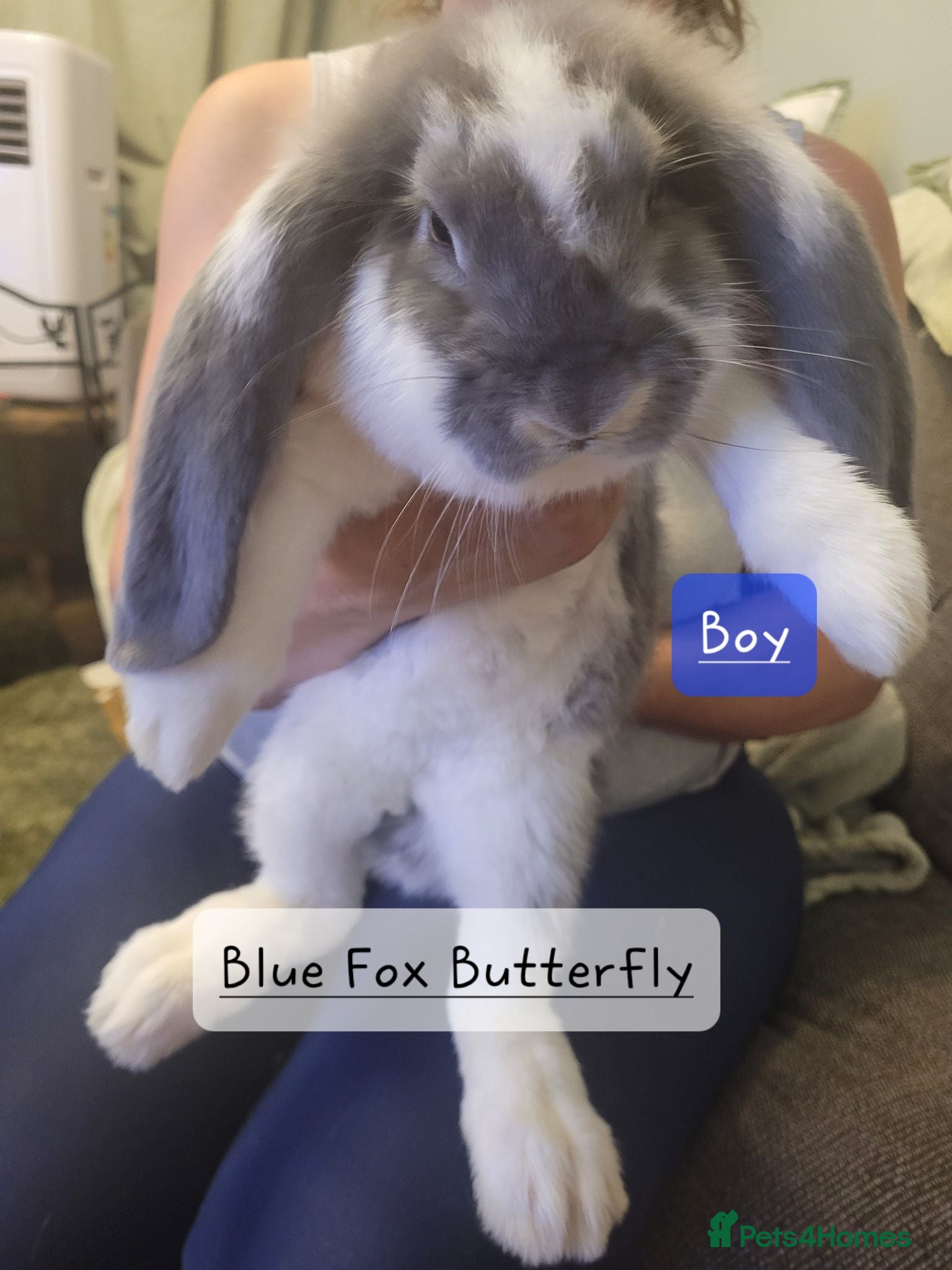 French Lop rabbits Pure Bred French Lop babies Vaccinated with Yurvac - Advert 1
