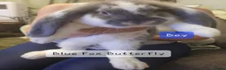 French Lop rabbits for sale: Pure Bred French Lop babies Vaccinated with Yurvac - Advert 1