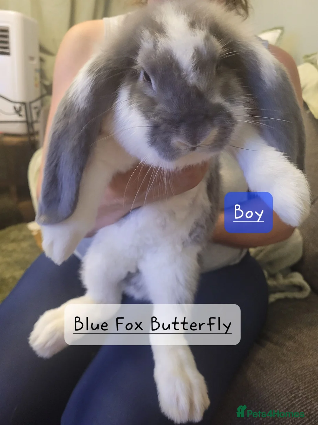 French Lop rabbits for sale: Pure Bred French Lop babies Vaccinated with Yurvac - Advert 1