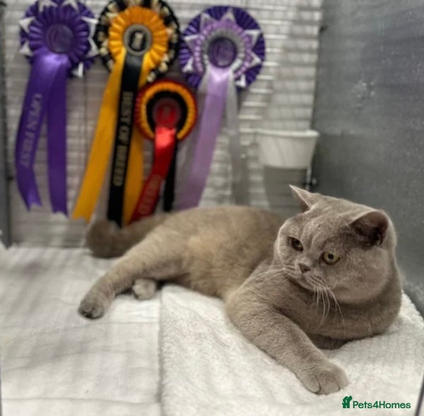 British Shorthair cats GCCF Full Pedigree £1200 Last 1 remaining 🐾 - Advert 2