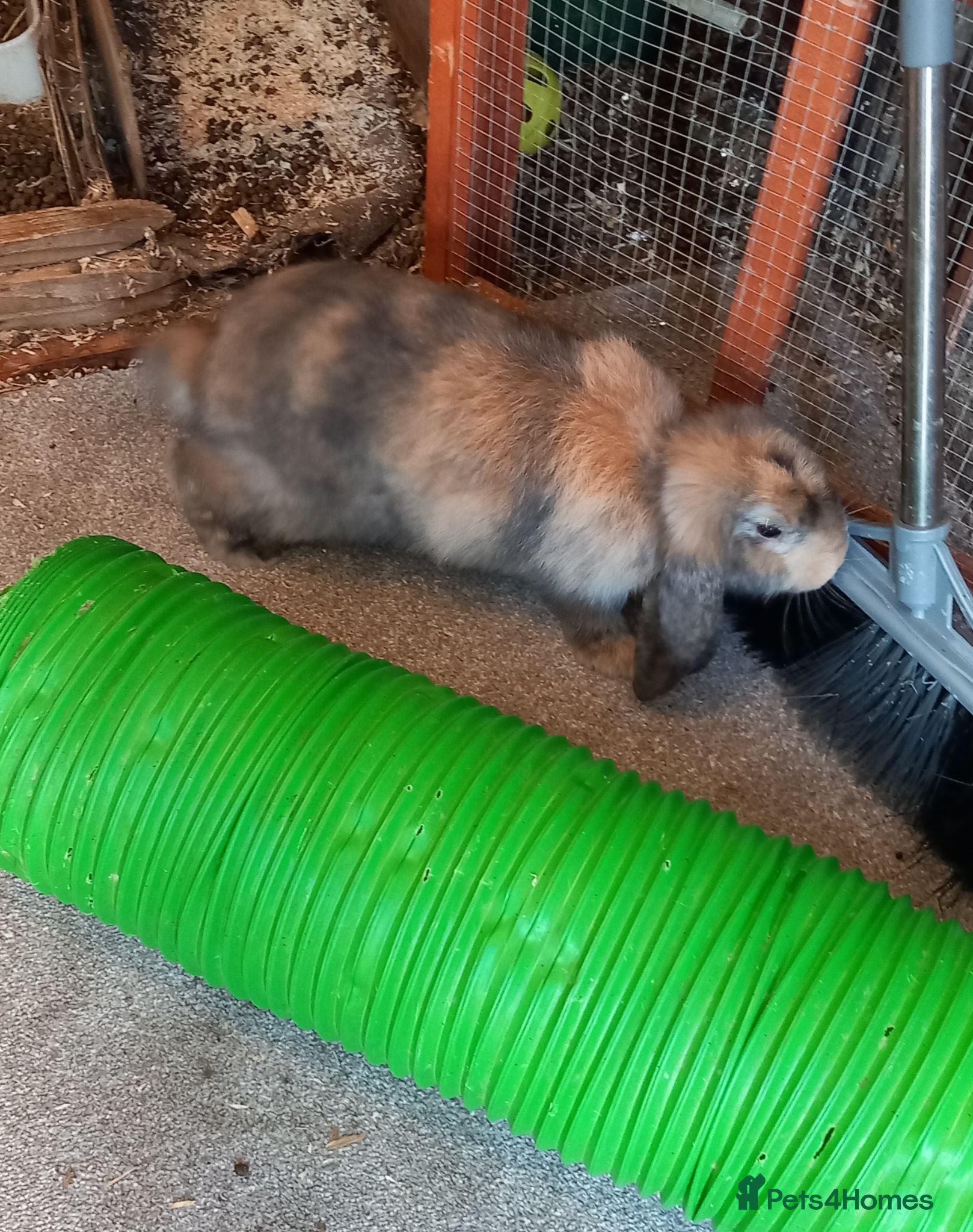 French Lop rabbits Pure French lop rabbits for sale - Advert 2