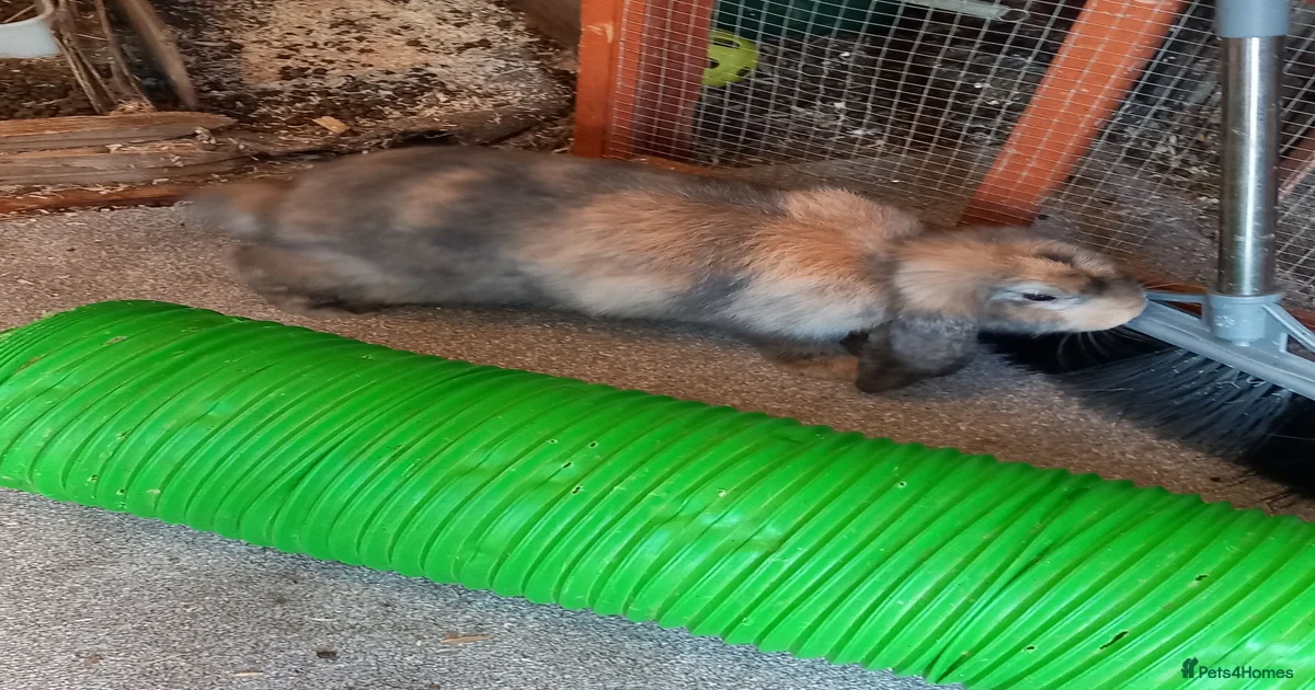 Rabbits for Sale for sale | Pets4Homes