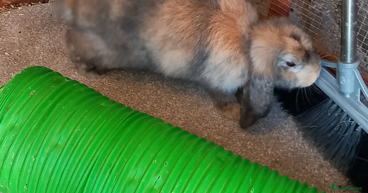 Rabbits for Sale for sale | Pets4Homes