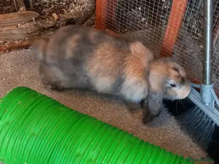 French Lop rabbits Pure French lop rabbits for sale - Advert 2