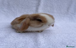 Mini Lop rabbits for sale: MINILOP BABIES READY TO RESERVE  - Image 8